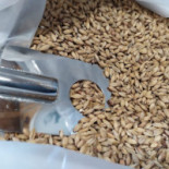 L'assedat Microbrasserie