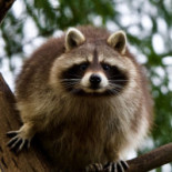 Grizzly Wildlife Control Experts