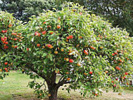 Smeaton Nursery Gardens And Tea Shop