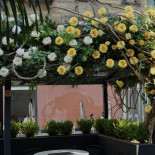 Sola Pasta Bar