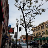 Hopleaf