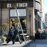 Ox and Finch