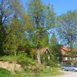 Grüne Tanne Mandelholz