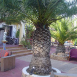 Putumayo Lounge Music
