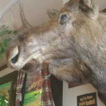 Moose Tooth Grill