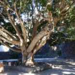 La Piedra