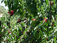 Cerezas En Los Alrededores De El Torno